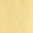 Maple, Sycomore