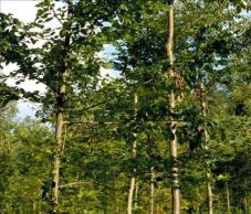 Der Wald 
