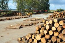 Das Holz 