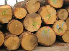 Das Holz Holzarten